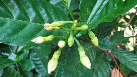 感谢《虚实万象》 Capcom未来的游戏都有更好的头发